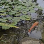 Sorakuen-garden
